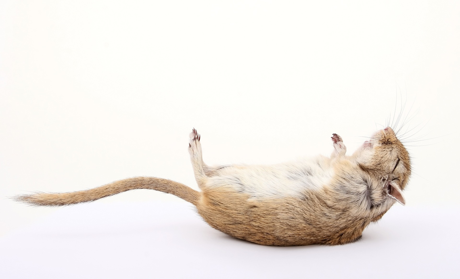 zwalczanie szczurów Radzymin