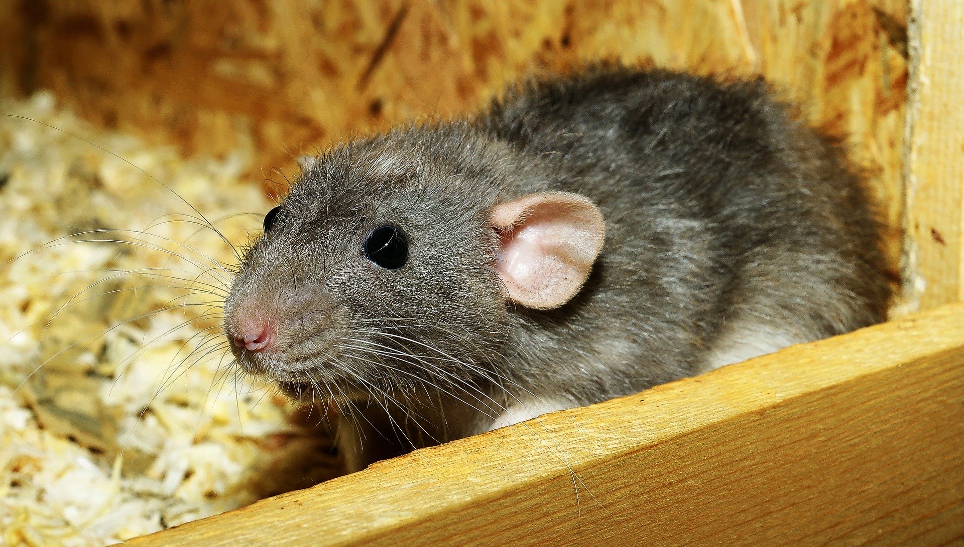zwalczanie szczurów Wyszków