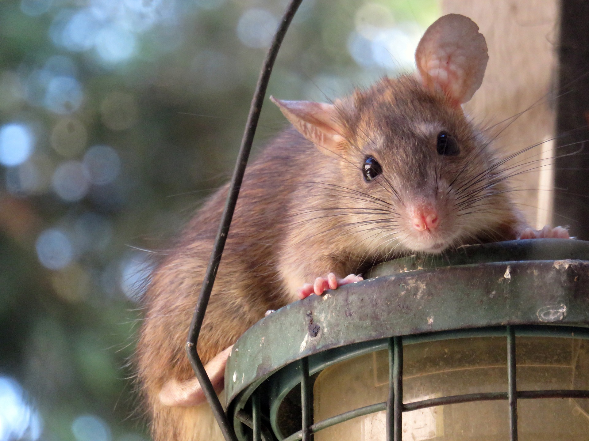 zwalczanie szczurów Piaseczno